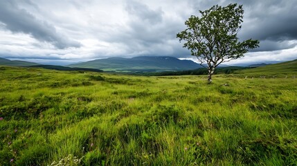 Fototapeta premium Lush Green Landscape Under Moody Clouds with Isolated Tree in Scotland : Generative AI