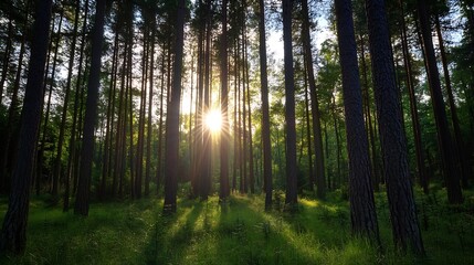 Obraz premium Dappled Sunlight Streaming Through Tall Trees in a Lush Green Forest : Generative AI