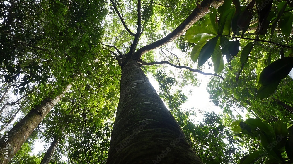 Poster majestic trees reaching towards bright sky with sunlight filtering through leaves : generative ai