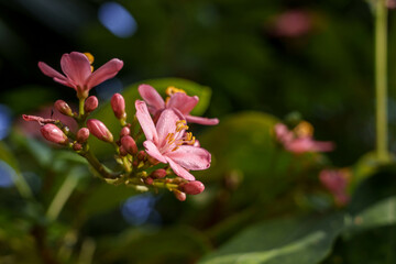 Close-up photo of pink yatropa flowers in bloom