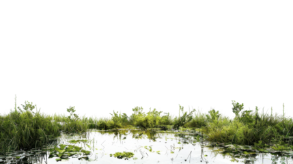 Swamp plants growing in water with transparent background
