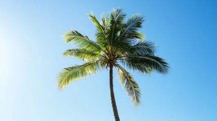 Lone tall palm tree with vibrant green foliage under a bright blue sky for tropical beach settings