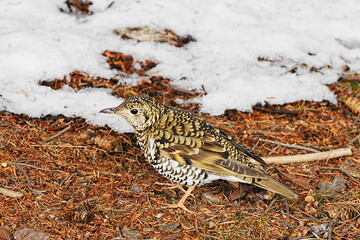 地面に降りたトラツグミ