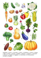 Vegetables in watercolor on a white background. Watercolor, ink. Farm products. Healthy eating.	
