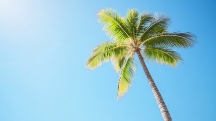Majestic palm tree with lush green foliage under a clear blue sky ideal for tropical beach views