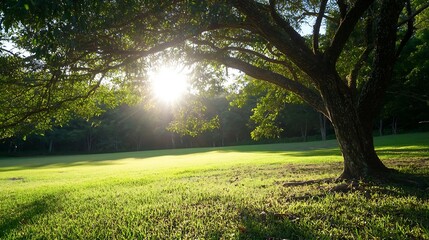 Obraz premium Golden sun rays shining through lush green tree leaves on a sunny day in a tranquil park setting : Generative AI