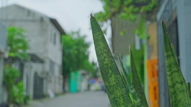 Closeup of green leaves of a plant on a streetside on a breezy day
