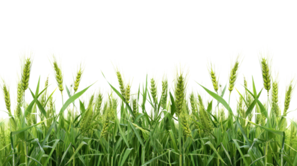 Green wheat growing in a field, isolated on transparent background