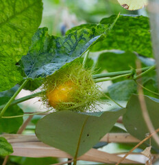 Passiflora foetida fruit, ripe fruit, green fibrous fruit, fetid passionflower fruit on the plant.