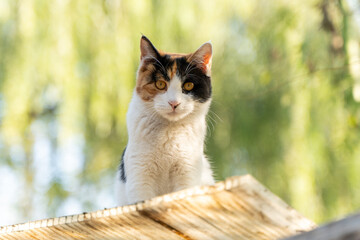 Obraz premium A close-up of a tricolor cat on an outdoor wooden board
