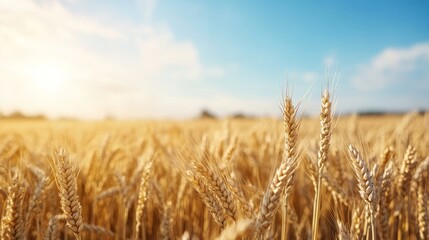 golden wheat field in the summer sunlight. 