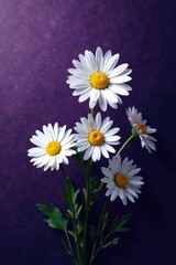 Obraz premium White daisy blooms on dark purple background with subtle texture, colorful, nature, black background