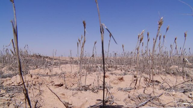 Karbala, Iraq: View the stark reality of a drought-stricken area where crops are wilting under the relentless sun. Scene illustrates the challenges faced by farmers during extreme weather conditions.