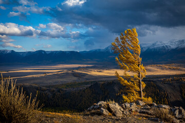 Lonely tree stands atop hill amidst rocky terrain, clouds above and distant mountains. Captures nature's beauty and harshness.