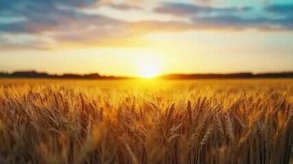 Fototapeta premium Golden wheat field swaying under the warm glow of the setting sun, endless horizon stretching into the distance