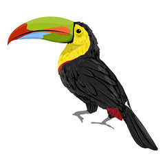 Keel-billed toucan or rainbow toucan. National bird of Belize. Realistic vector jungle birds