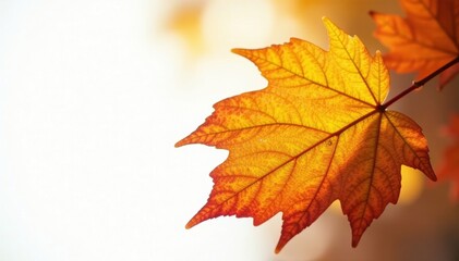 Fototapeta premium Crisp autumn leaf, vibrant yellow & orange hues, isolated , detail, high resolution, design element