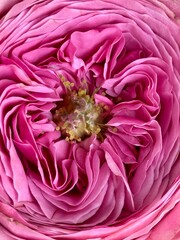 Light gentle pink background from rose petals. Rose flower close up. Background with flowers. 