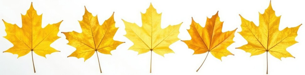 Golden maple leaf with veins isolated on white background, golden leaves, yellow