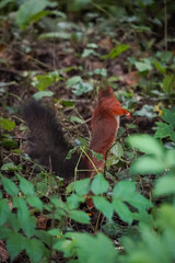 Eurasian red squirrel (Sciurus vulgaris) being scared and jumping  up to runaway in dark forest, North Rhine-Westphalia, Germany