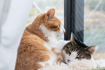 窓辺でくつろぐ可愛い猫