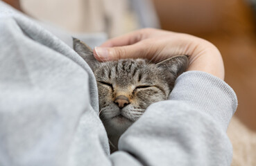 猫を抱きしめる飼い主　シャムトラ猫