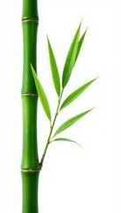 Obraz premium Simple bamboo leaf isolated on a white background, background, texture