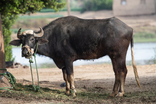 Closeup of domesticated water buffalo bubalus bubalis cattle livestock tethered to tree in rural countryside african landscape