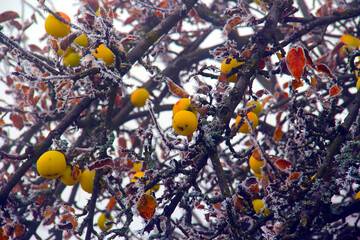 Apples in early winter frost.