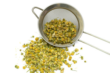 Żółty suchy rumianek koszyczek z bliska © Paweł Kacperek