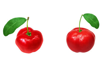 アセロラ イラスト リアル 白バック