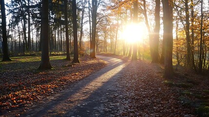 Fototapeta premium Golden Hour Glow on a Quiet Path in a Scenic Autumn Forest : Generative AI