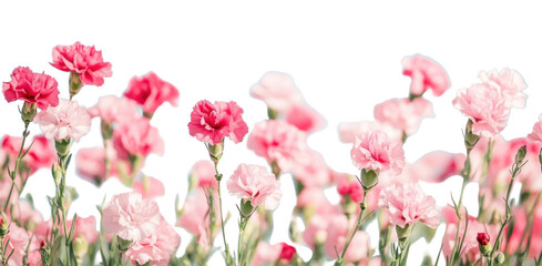 Obraz premium PNG Carnation flower fields carnations sky outdoors.