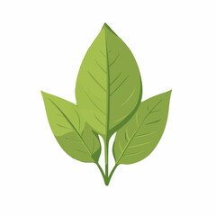 A Simple flat 2D icon basil leaves branch isolated on a transparent background, vector, flat design, animation design, vector, flat design, simple flat 2D icon, vector  illustration