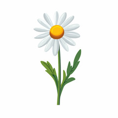 Simple flat 2D illustration of a chamomile flower branch isolated on a white background, vector 2D design, icon, flat 2d illustration art, flat icon, vector illustration, flower collection
