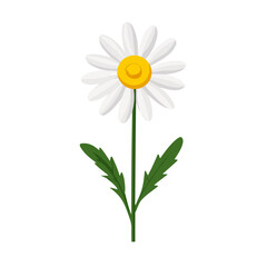 Simple flat 2D illustration of a white chamomile flower branch isolated on a white background, vector 2D design, icon, flat 2d illustration art, flat icon, vector illustration, flower set