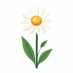 Simple flat 2D illustration of a white chamomile flower branch isolated on a white background, vector 2D design, icon, flat 2d illustration art, flat icon, vector illustration, flower set