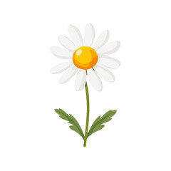 Simple flat 2D illustration of a chamomile flower branch isolated on a white background, vector 2D design, icon, flat 2d illustration art, flat icon, vector illustration, flower collection