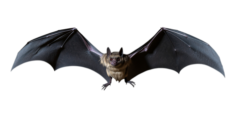 Realistic black bat with open wings isolated on transparent background.