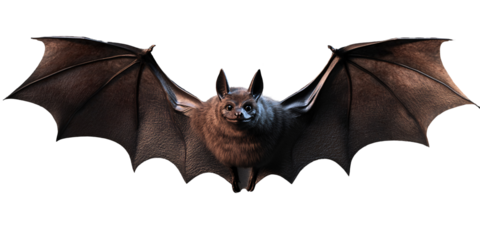 Realistic black bat with open wings isolated on transparent background.