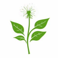A Simple flat 2D illustration of dandelion branch flower with leaves isolated on a white background, Ai design, flat 2D design