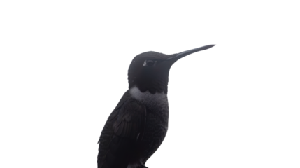 Black jacobin hummingbird resting on branch with transparent background