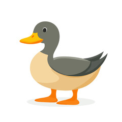 Obraz premium Simple flat 2D icon duck set isolated on a transparent background, vector, flat design, animation design, vector, flat design, animation design, animal set