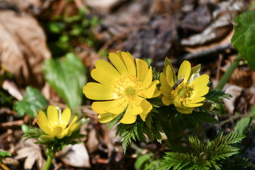 福寿草　forked-stem adonis