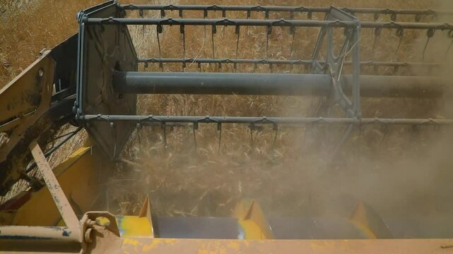 Golden wheat stretches across the vast field as a large machine efficiently harvests the crop under bright summer sunlight. This is a part of a several projects to exploit desert areas in Iraq.