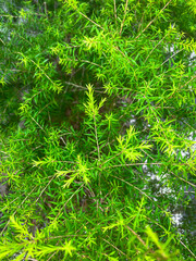 Close-up of bright green leaves in the garden