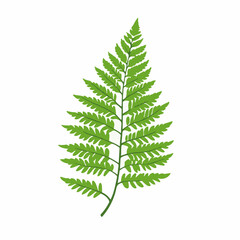 Simple flat 2D icon green fern leaves isolated on white background, vector, flat design, animation design, vector, flat design, animation design, simple flat 2D icon, minimalist design, clipart