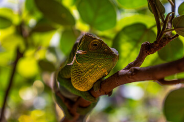 Close-up of a green chameleon resting on a tree branch in a green forest with its detailed eye looking at the camera.