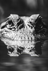 Obraz premium Close-Up Image of Alligator Eyes Emerging from Water with Reflection in Black and White Capturing Details of Scales and Textures