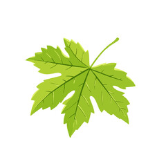A 2D simple icon grapevine leaf motion graphic flat-design vector animation style, in white background, flat design, animation design, vector, flat design, logo.